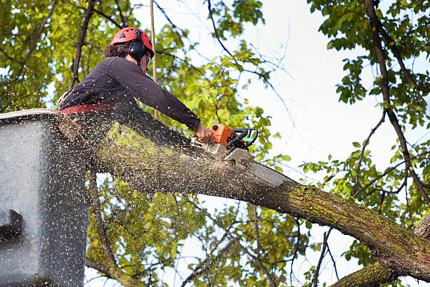 Best Palm Tree Trimming  in Manville, NJ